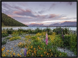 Łubin, Jezioro Tekapo, Chmury, Roślinność, Wzgórza, Góry, Nowa Zelandia, Kwiaty